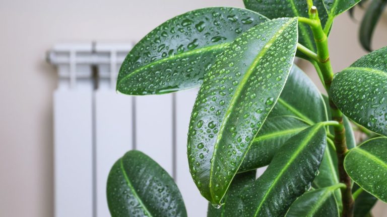 green house plant with wide leaves covered in droplets